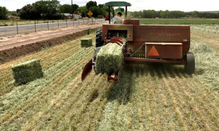 NMSU to host forage field day Sept. 21 at Los Lunas Science Center