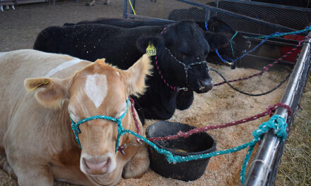 2021 Valencia County Fair Junior Livestock Exhibition results