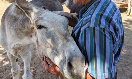 Enjoying the company & personalities of donkeys & mules