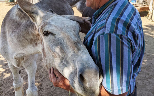 Enjoying the company & personalities of donkeys & mules