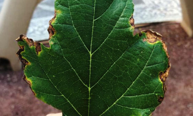 Salt burn on leaf edges: Causes and solutions