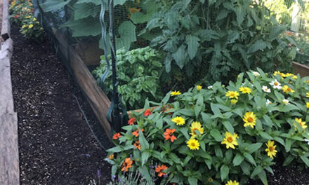 July Yard of the Month features large variety of plants
