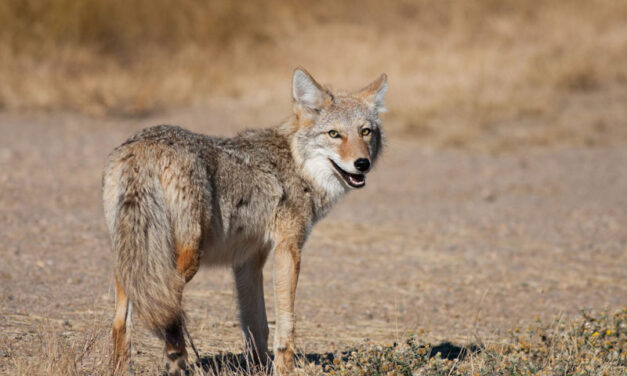 Dozens of coyote carcasses dumped