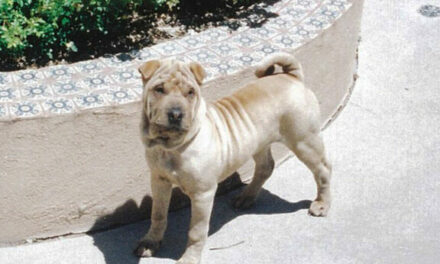 Pet Shar-Pei dies after pit bull attack