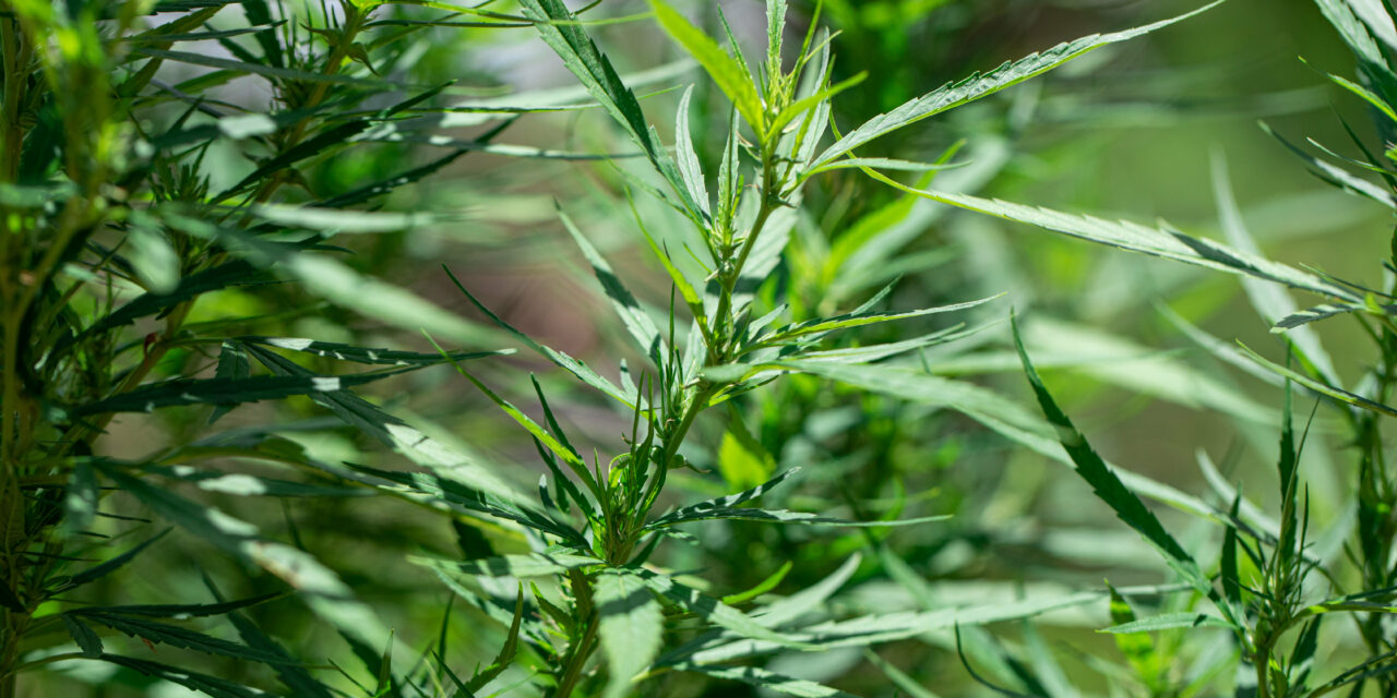 Bosque Farms Council cautiously approves cannabis business license