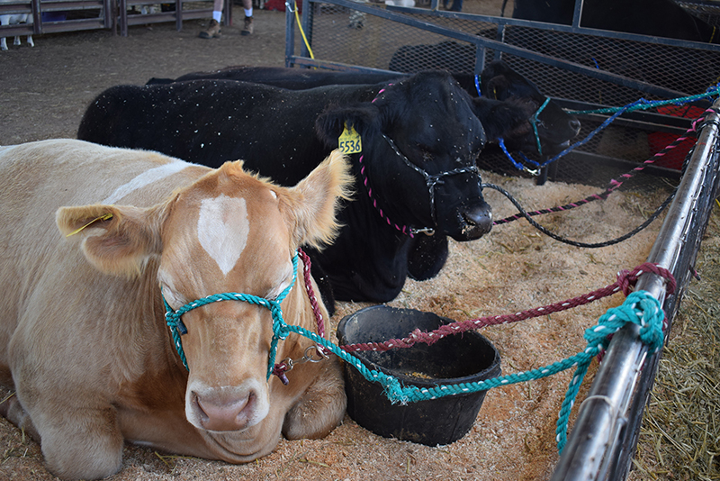 Livestock, mullet contest & more at the Valencia County Fair