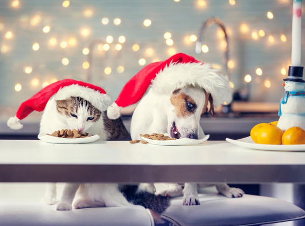 Dog and cat in christmas hat eating food. Happy pet santa
