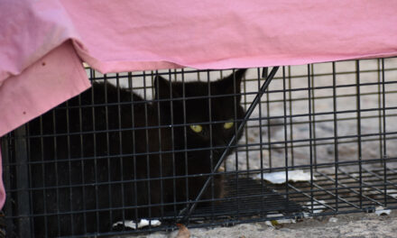 Trap, neuter, return: Making changes one cat at a time